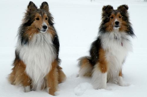 Bentley and Lexi