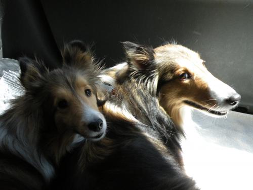 Bentley and Rada cuddling
