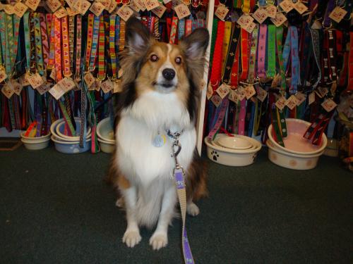 Bentley during one of our many visits to Paws Pet Boutique in Annapolis. I think he was asking for a new lease on this trip.