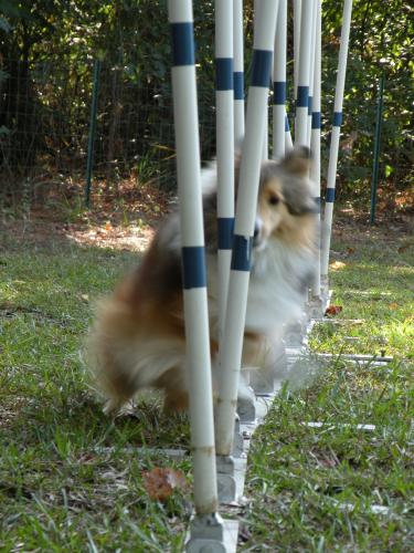 Bentley finally learned to weave!  October 2009