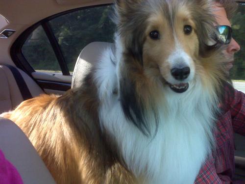 Bentley in the car