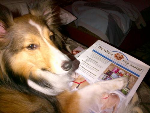 Bentley (NVSR, 2009) likes to steal my new Whole Dog Journal publications. Sneaky dog.