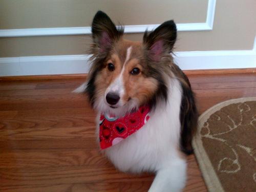 Bentley poses for a lay-back pic wearing his springtime bandana!