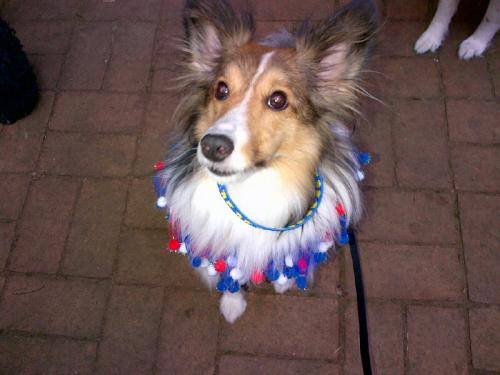Bentley proudly sported his new red, white and blue collar at the Northern Chesapeake Sheltie Rescue fundraiser in downtown Annapolis, MD in June 2012
