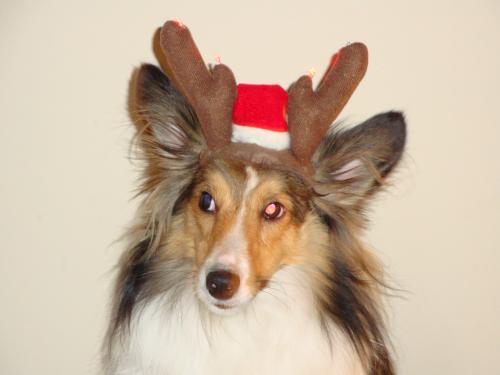 Bentley says he's not a reindeer, but he sure looks like one in this photo. I colored his nose red and No. Va. Sheltie Rescue chose his pic as their 2