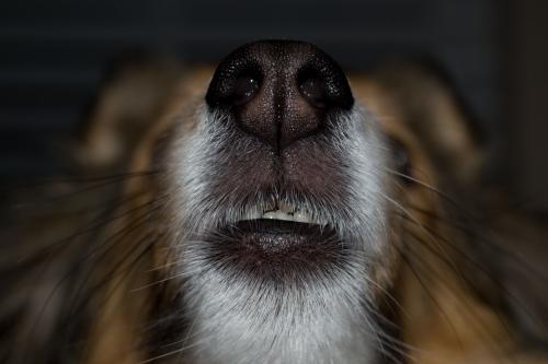Bentley's cute little teeth
