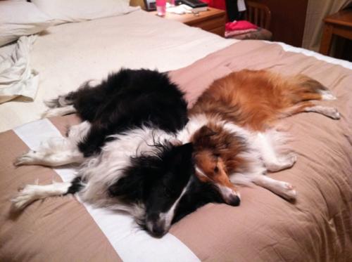 Best Buddies...