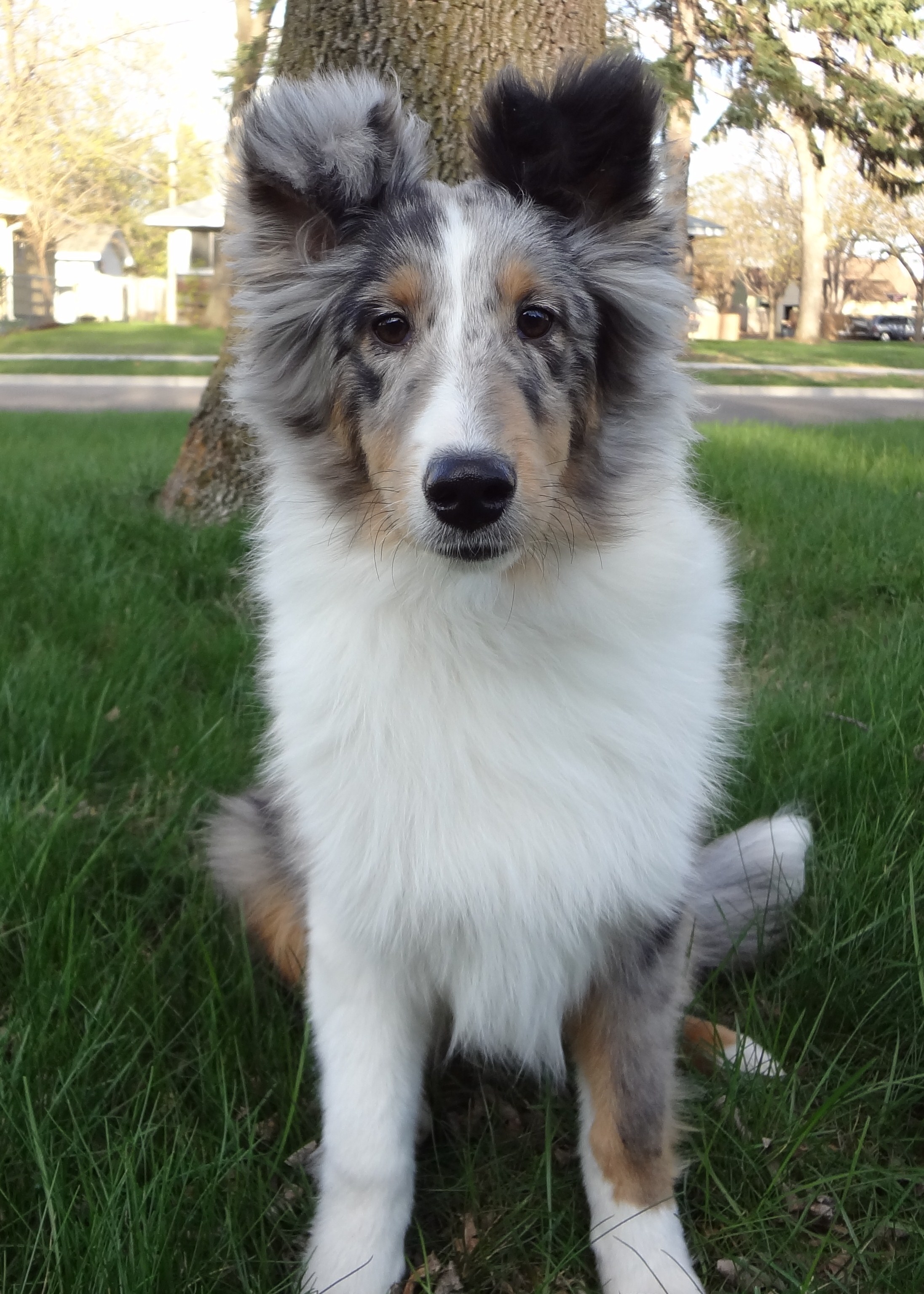 Birch 6.5 months