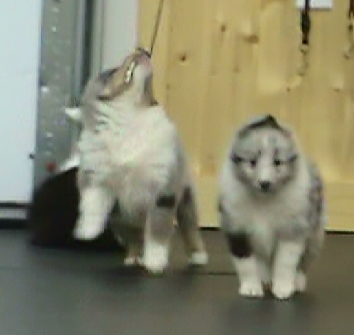 Birch trying to pull a leash off the wall