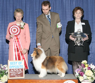 BISS AM/CA CH Shelhaven Rabbit Run Rhapsody, AOM, "Annie" handled by Pete Denbow, winning Best of Opposite Sex at the American Shetland Sheepdog Assoc