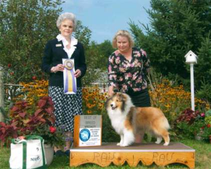 BISS Bronze GCH Rabbit Run Fun and Games, "Tansy", wins Best of Breed at the DownEast Shetland Sheepdog specialty show.
This is a very special pictur