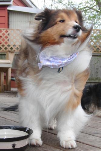 blowing in the wind