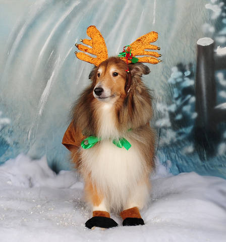 Bobby Reindeer