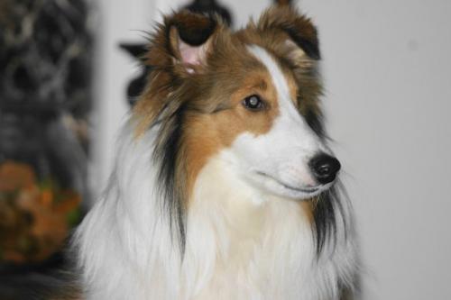 Bobo, 5.5 years old