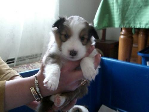 Bobo, at 4 weeks.