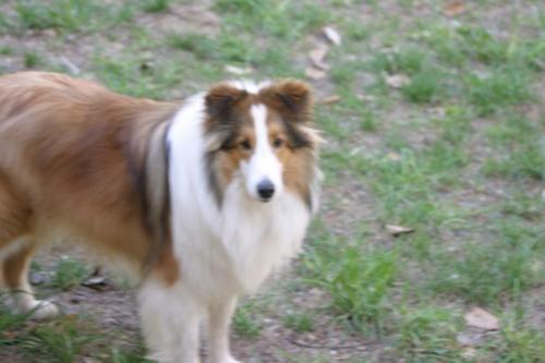 Bobo at 5.5 years old.