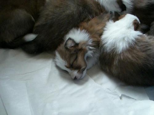 Bobo, the day we went to see him for the first time.