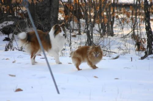 Bobo's first snow with Sandy, my then 14 year old Pommie.