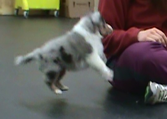 Boing -6wks