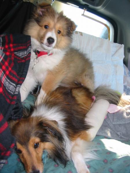 Boston ( as a pup) & Squirto