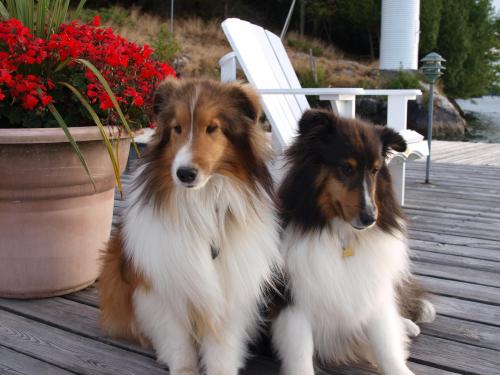 Boys on the dock....Indy in trouble because he was chasing the mink and rolling in poo!  And he knows it!