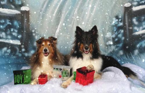boys paw on box in snow