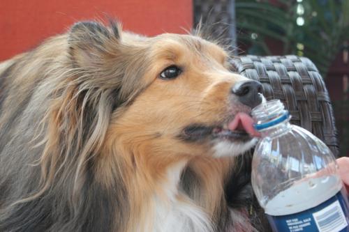 Brady drinking Diane's water