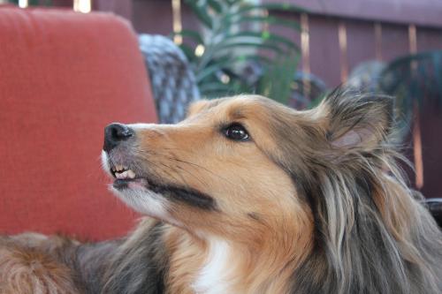 Brady profile