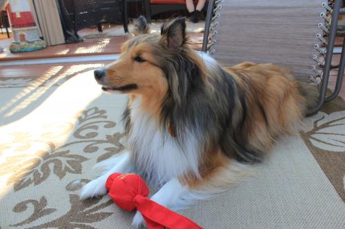 Brady & the Wubba