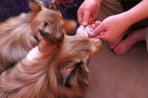 Brandi & Brady taking an up close look at the Sheltie Angel ornament gift they have given