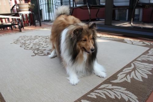 Brandi waiting on fetching the ball