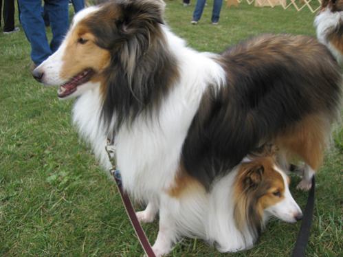 Brave Bailey and timid Joey