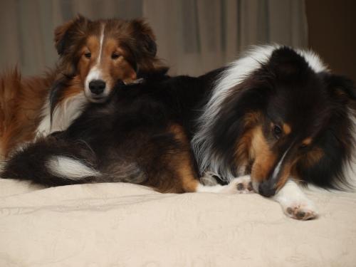 Brotherly love????  Not really....the fight just gave out and the collapsed where they were!