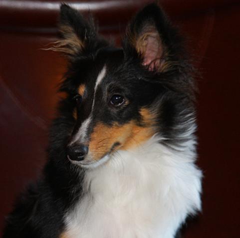 Buddy about 7 months old