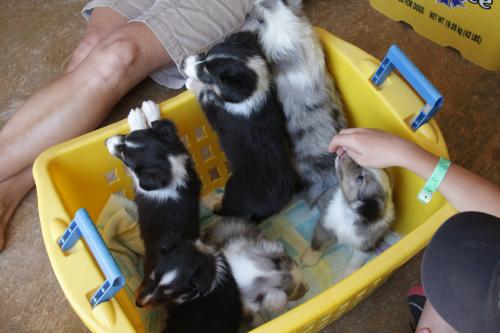 Buddy and litter mates