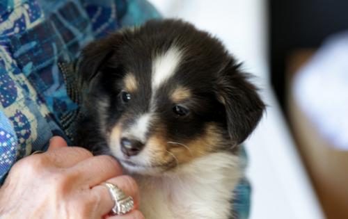 buddy1-5 weeks old