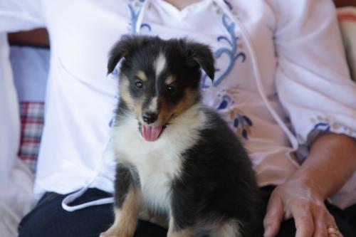 buddy's first day home