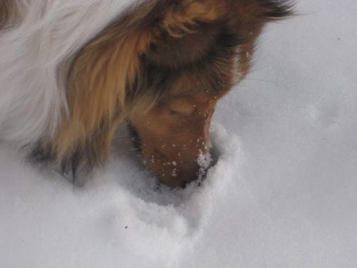 burrowing