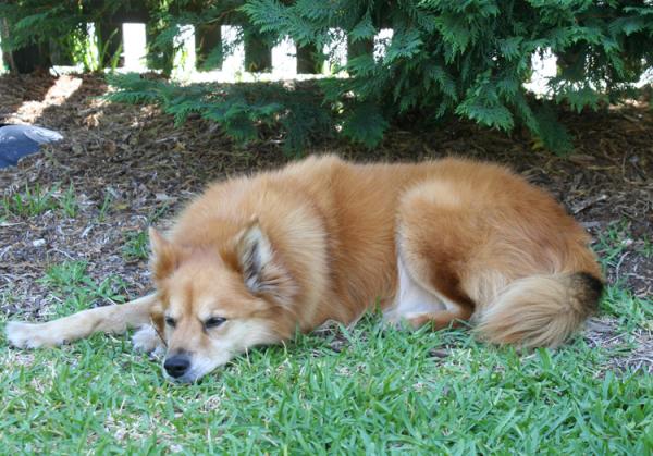 Capers -  tired of Snap on day 1