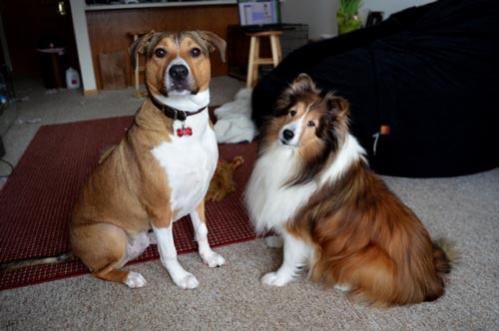Chase and Angel