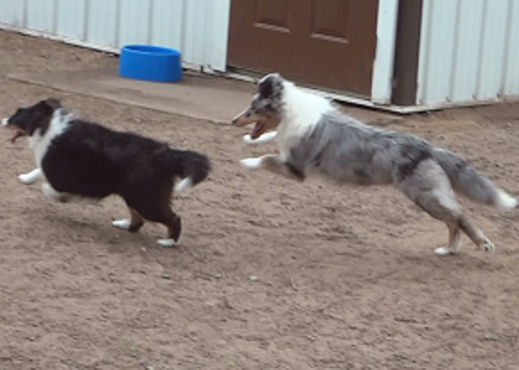 Chasing his sister Magnolia(Nolie)