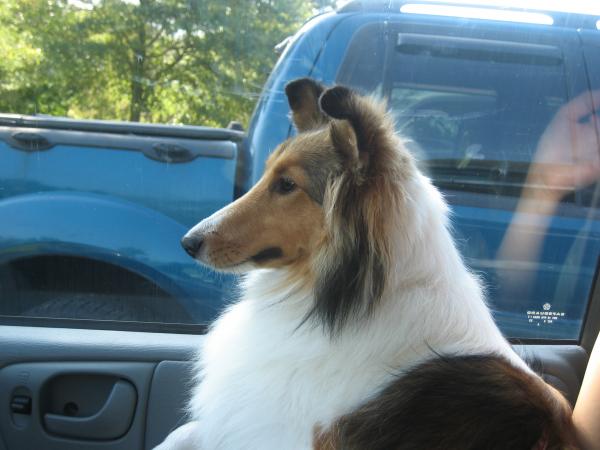 Chloe arriving at the Sheltie Picnic....so excited to see so many faces that look just like her!!!