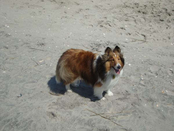 Chloe enjoying her day at the beach.