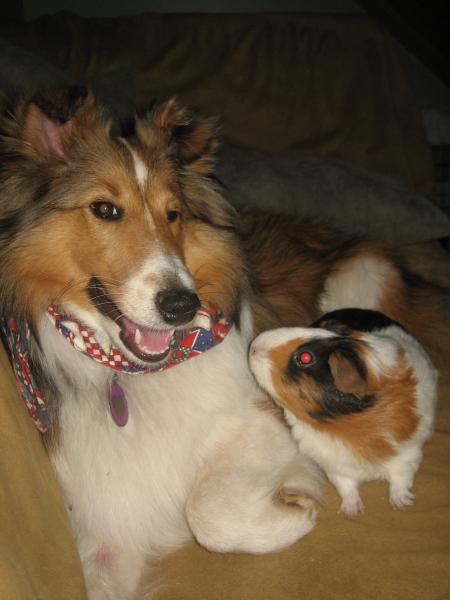 Chloe hanging out with one of our guinea pigs, Woody :-)