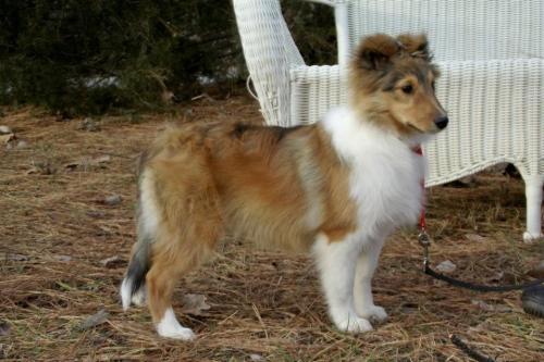 Classic Manhattan of Providence Ridge at 12 weeks old
