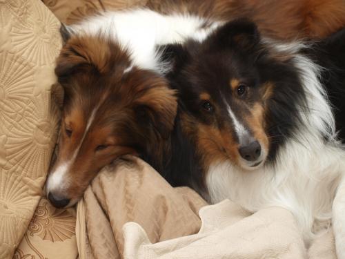 Cluddling puppies!