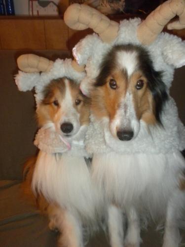 C'mon, mom.  We've been sheep long enough...