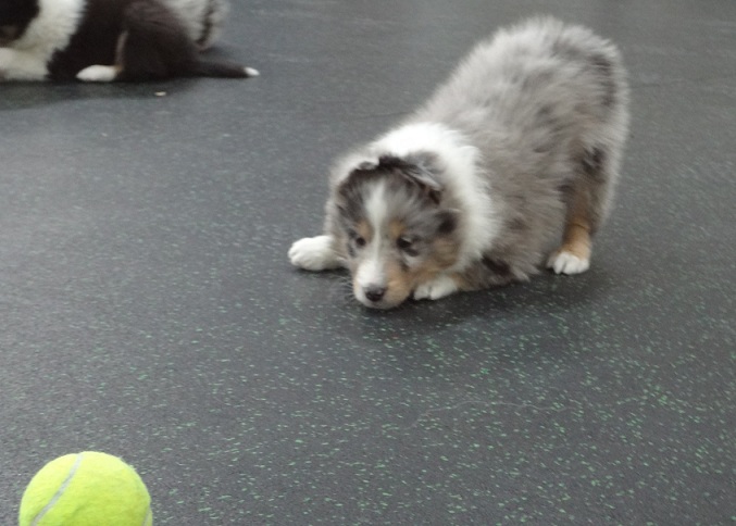 Come ball lets play-6 weeks