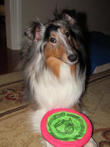 "Come on mom, put the camera down and throw the Frisbee!"