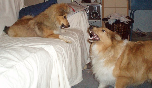 Come on puppy, bring it on.